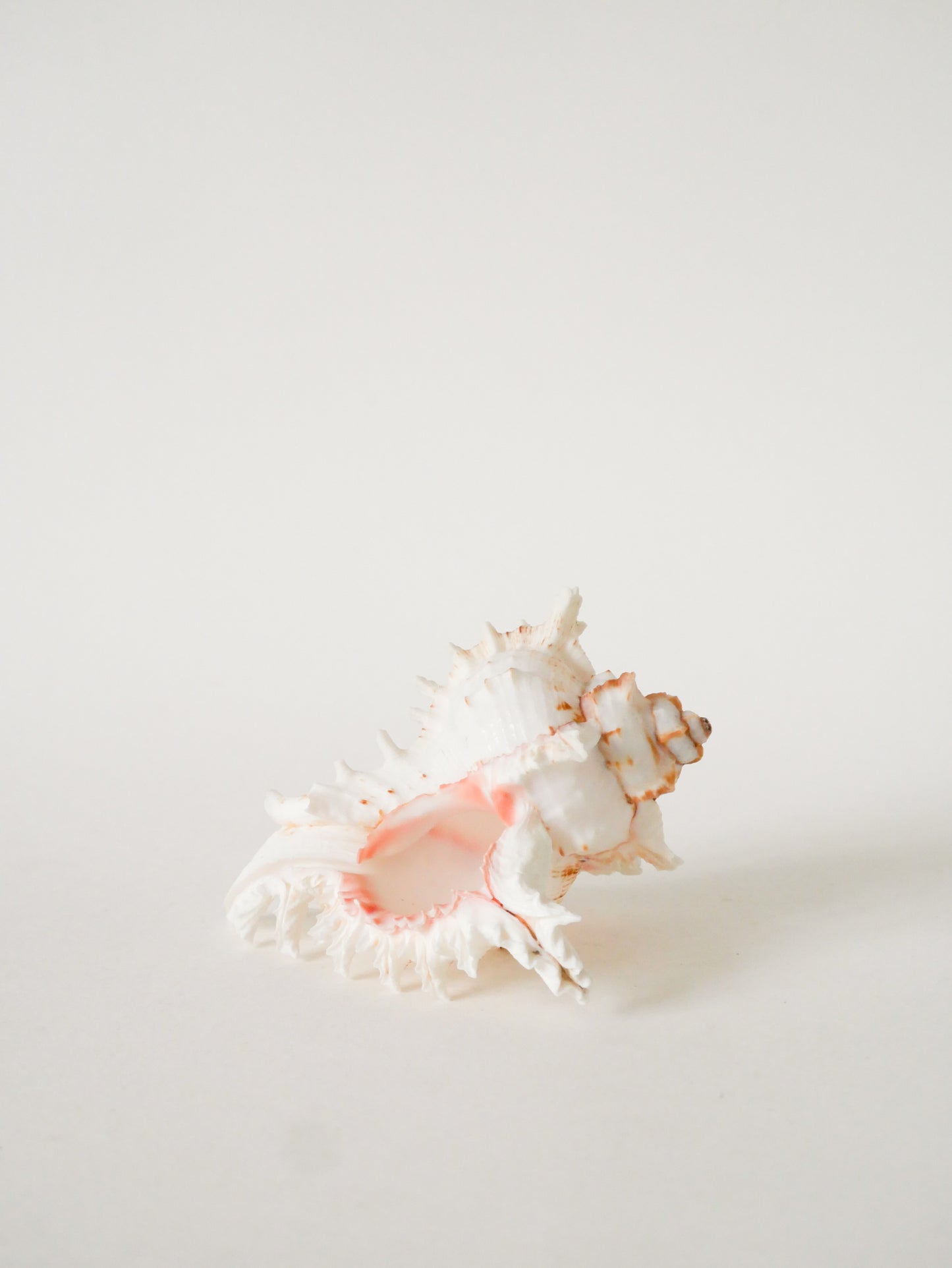 Coquillage ancien, 1970