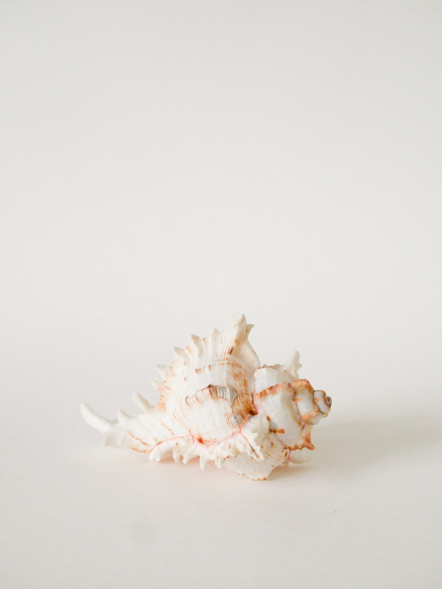 Coquillage ancien, 1970