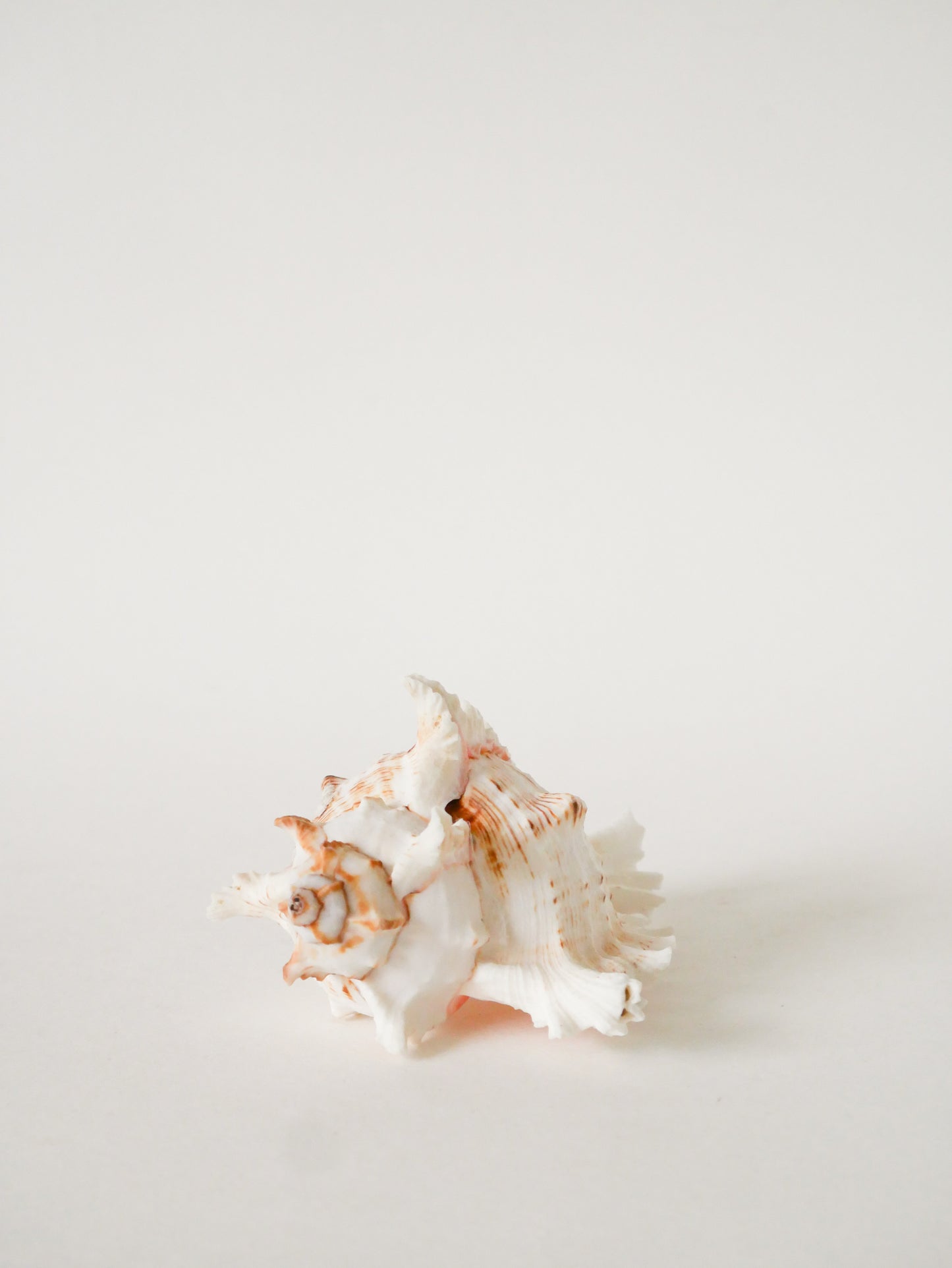 Coquillage ancien, 1970