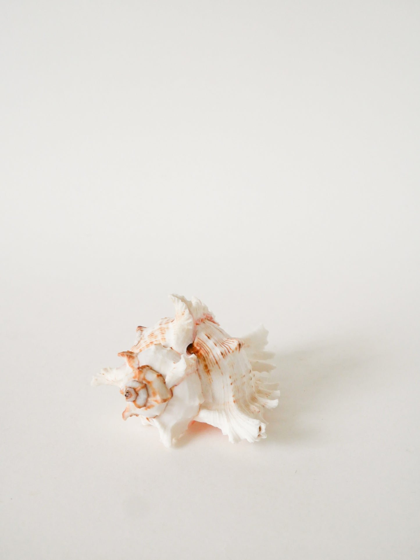 Coquillage ancien, 1970