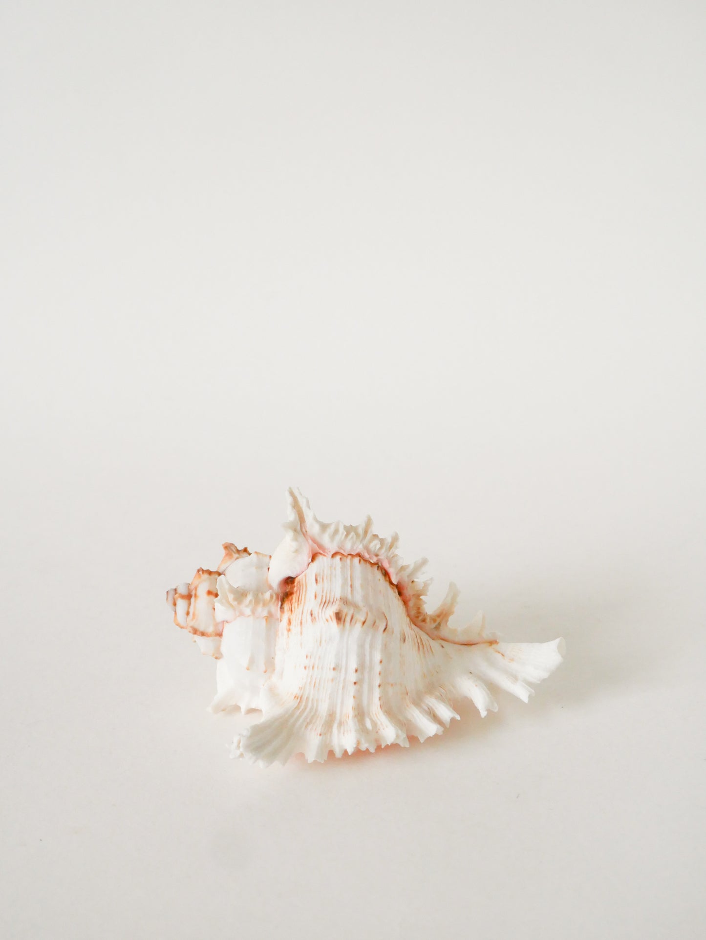 Coquillage ancien, 1970