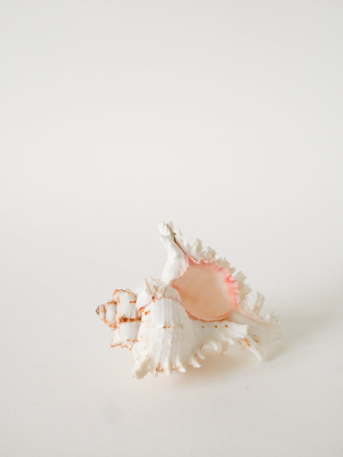 Coquillage ancien, 1970