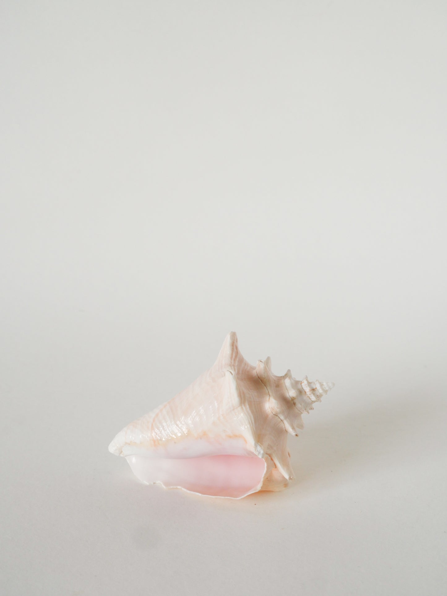 Coquillage ancien, Rose, 1970 - 13 X 10 cm