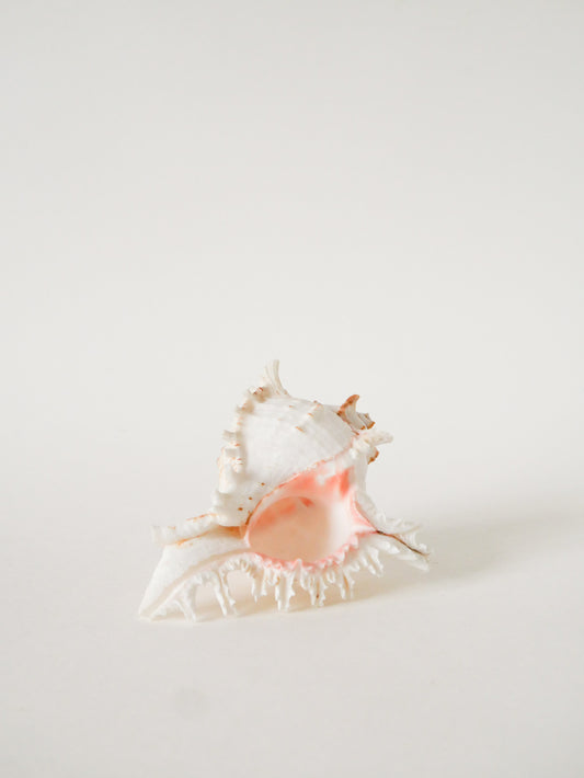 Coquillage ancien, 1970
