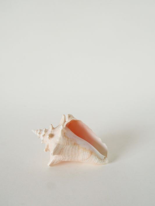 Coquillage ancien, Rose, 1970 - 13 X 10 cm
